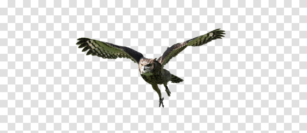 Owl 960, Animals, Flying, Bird, Lizard Transparent Png