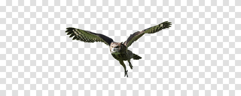 Owl Nature, Flying, Bird, Animal Transparent Png