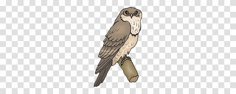 Owl Technology, Buzzard, Hawk, Bird Transparent Png