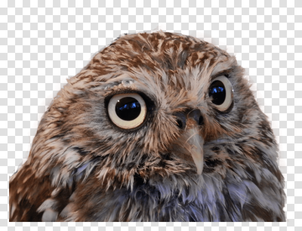 Owl, Animals, Beak, Bird, Chicken Transparent Png