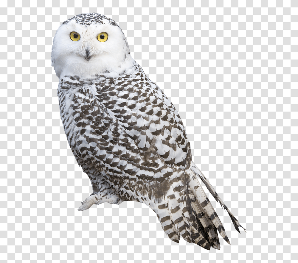 Owl, Animals, Bird, Beak, Chicken Transparent Png