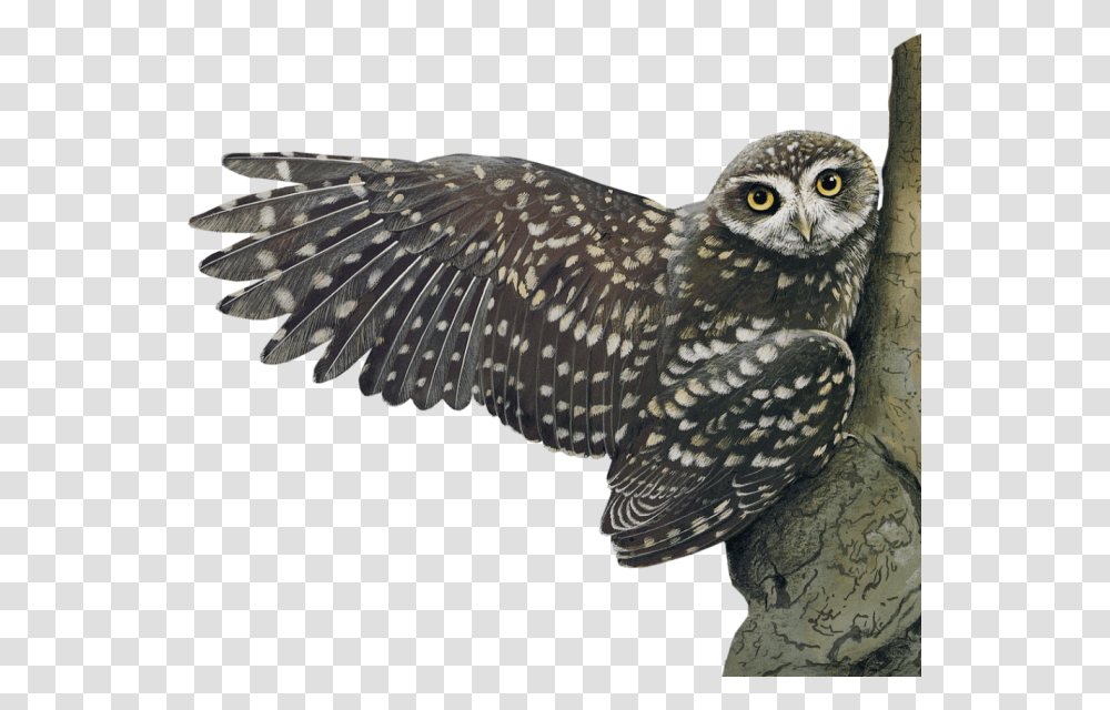 Owl, Animals, Bird, Beak Transparent Png