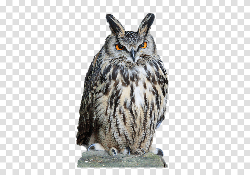Owl, Animals, Bird, Beak Transparent Png