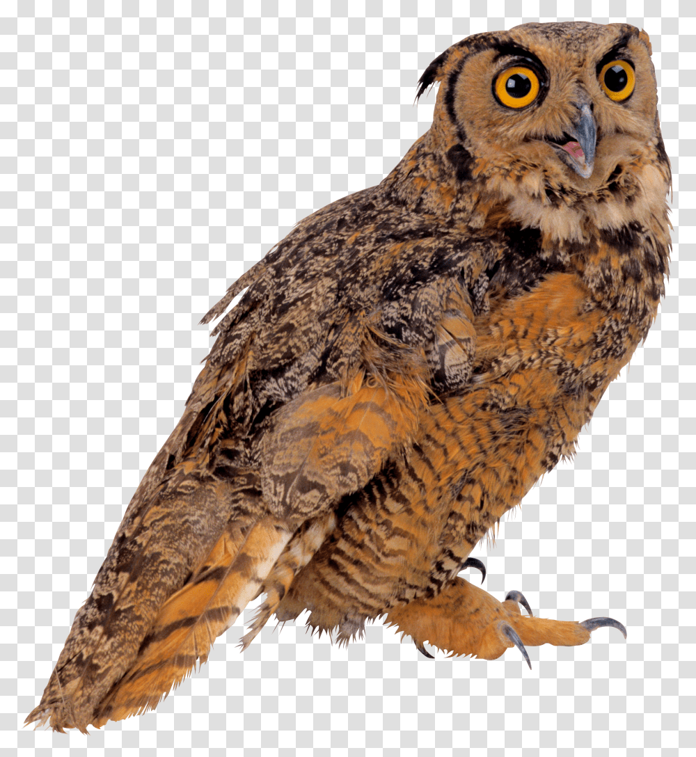 Owl, Animals, Bird, Beak Transparent Png