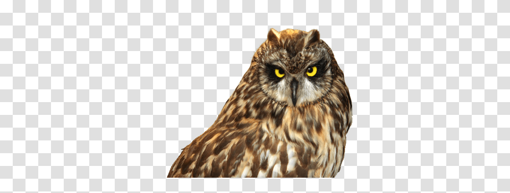 Owl, Animals, Bird, Chicken, Poultry Transparent Png