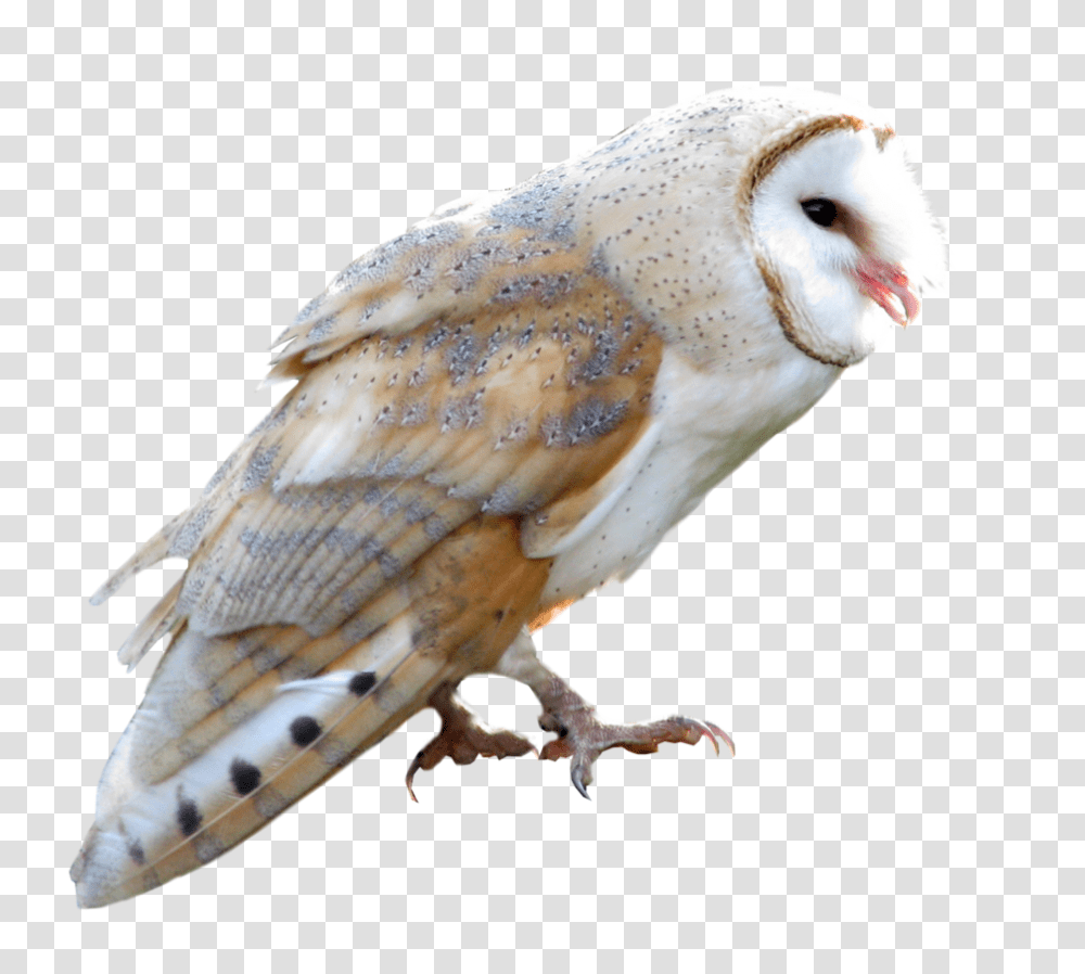 Owl, Animals, Bird, Chicken, Poultry Transparent Png