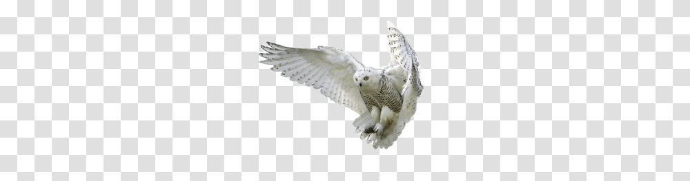 Owl, Animals, Bird, Flying, Kite Bird Transparent Png