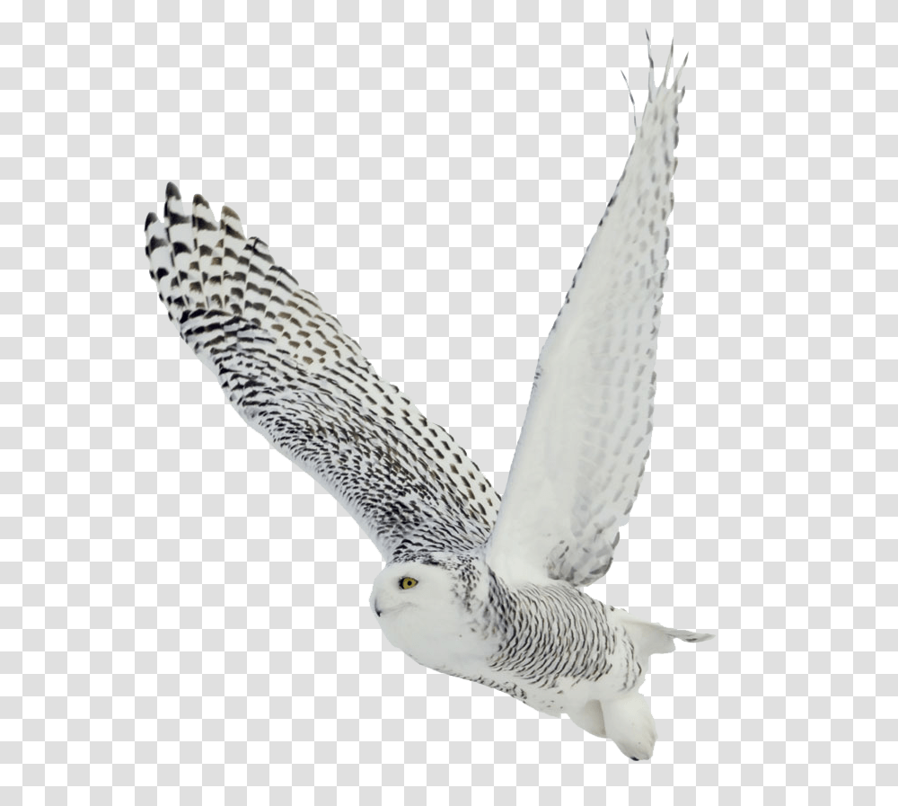 Owl, Animals, Bird, Flying, Seagull Transparent Png