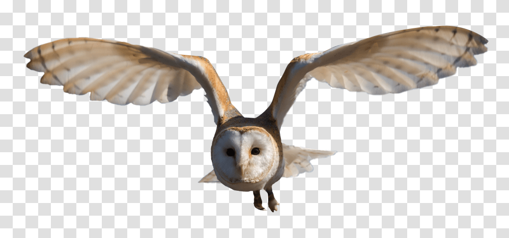 Owl, Animals, Bird, Flying Transparent Png