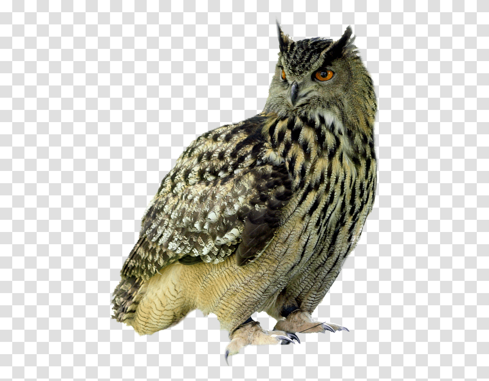 Owl, Animals, Bird, Panther, Wildlife Transparent Png