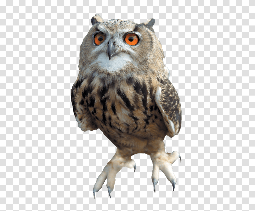 Owl, Animals, Bird, Tiger, Wildlife Transparent Png