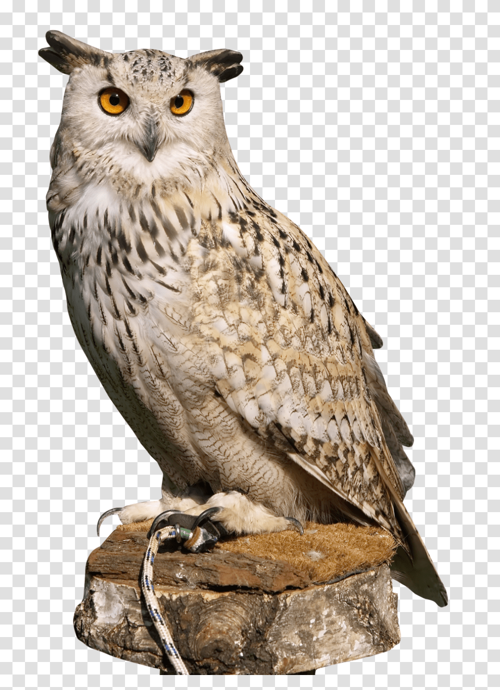 Owl, Animals, Bird Transparent Png