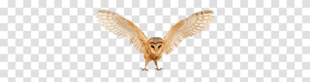 Owl, Animals, Bird Transparent Png