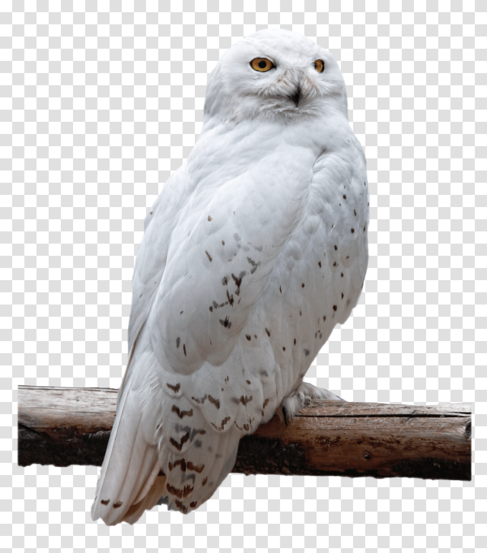 Owl, Animals, Bird, Wood Transparent Png