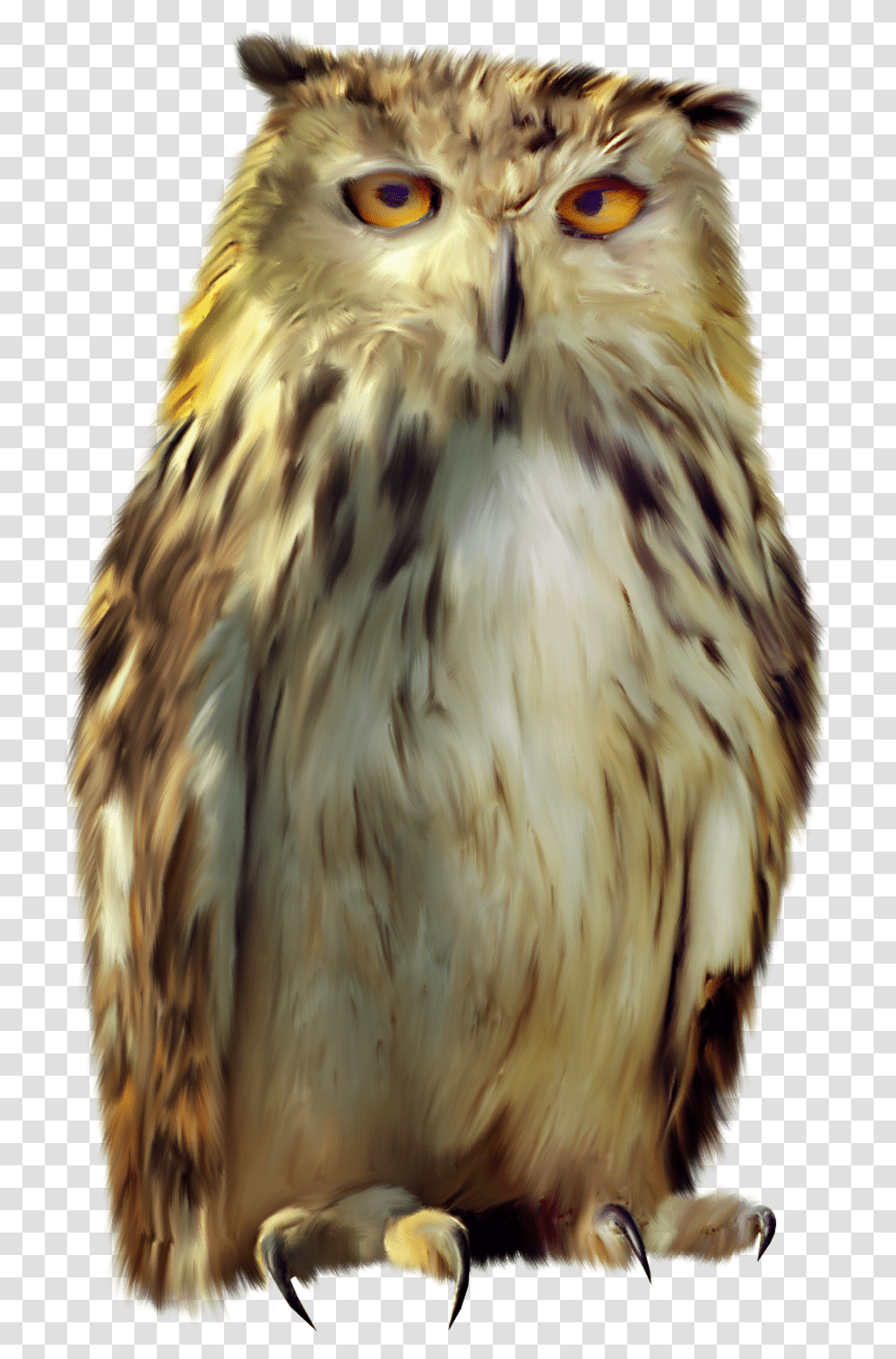 Owl, Animals, Chicken, Poultry, Fowl Transparent Png