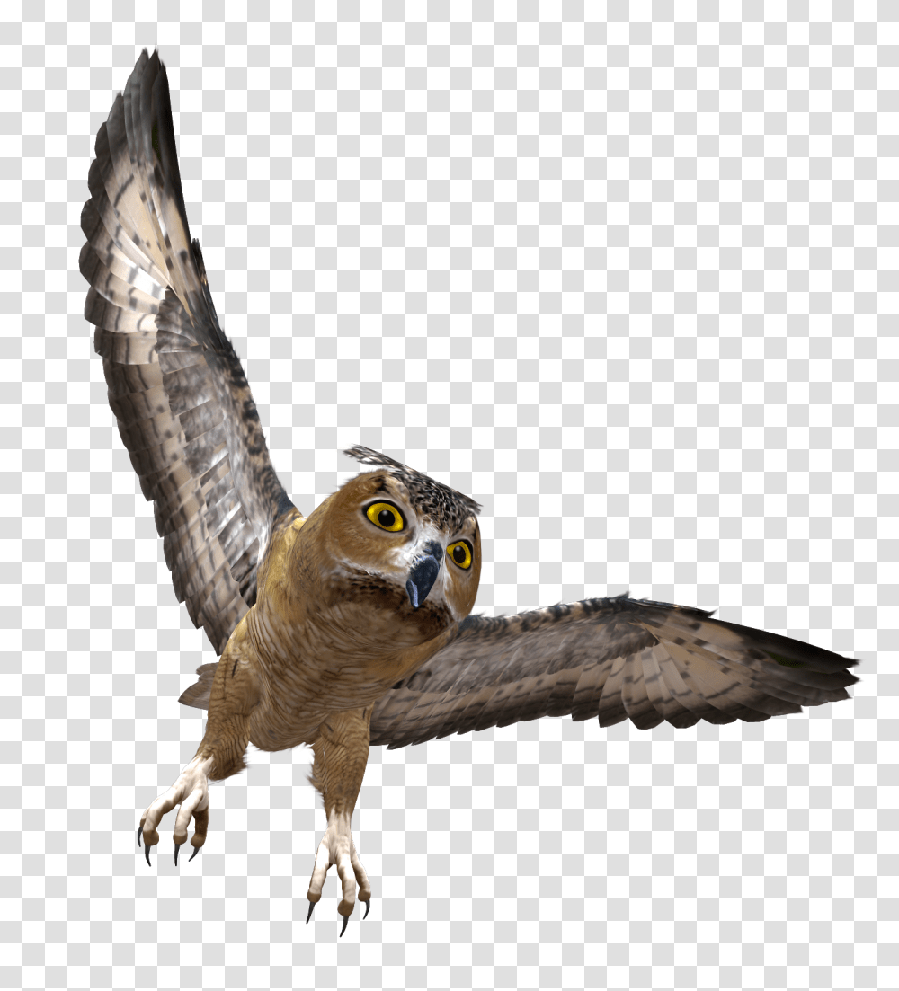 Owl, Animals, Hawk, Bird, Buzzard Transparent Png