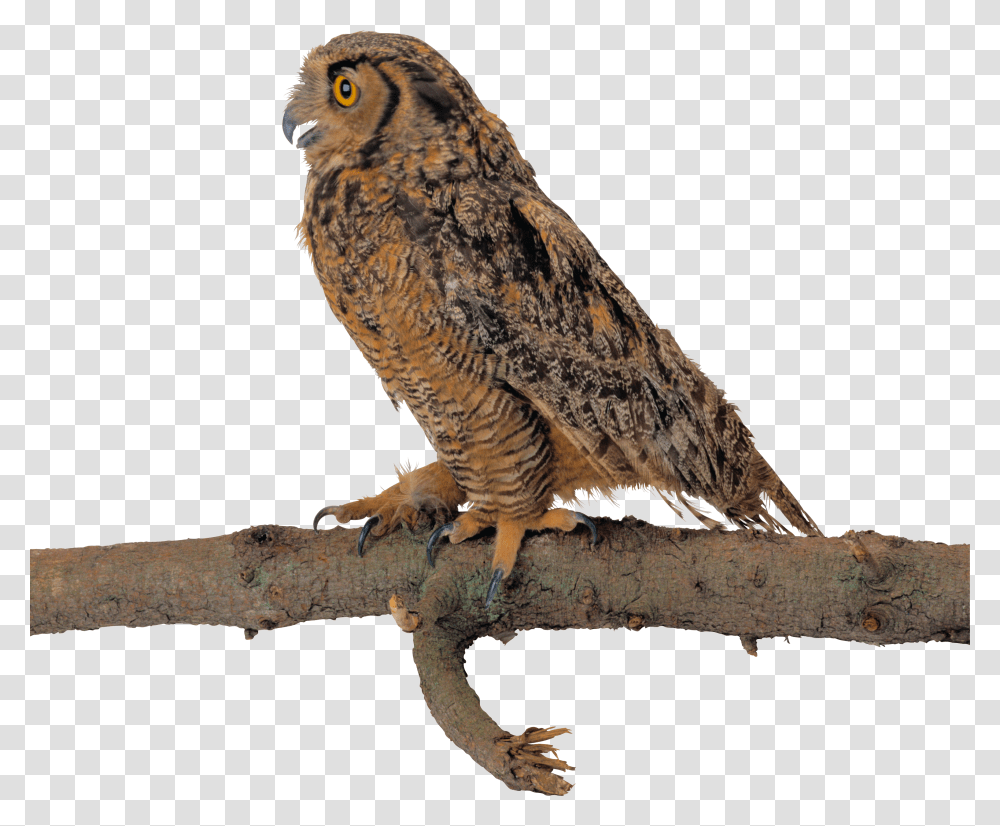 Owl, Animals Transparent Png