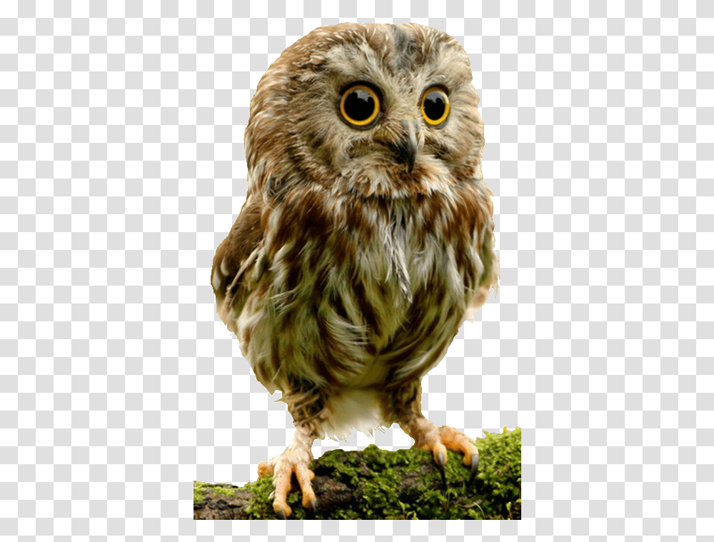 Owl Baby Owl, Chicken, Poultry, Fowl, Bird Transparent Png