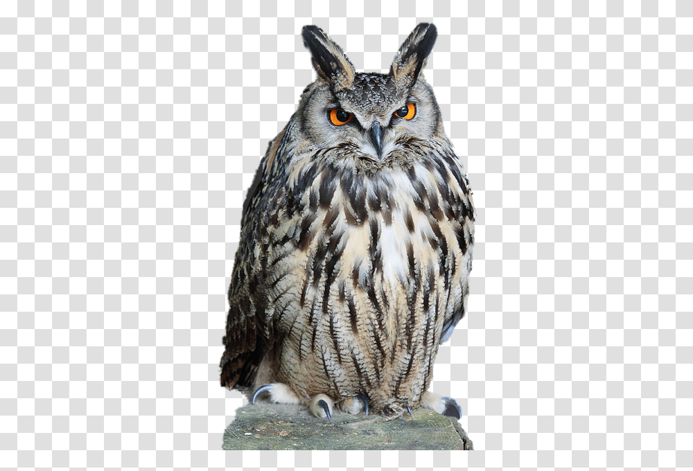 Owl Background Drake Future What A Time To Be Alive, Bird, Animal, Beak Transparent Png