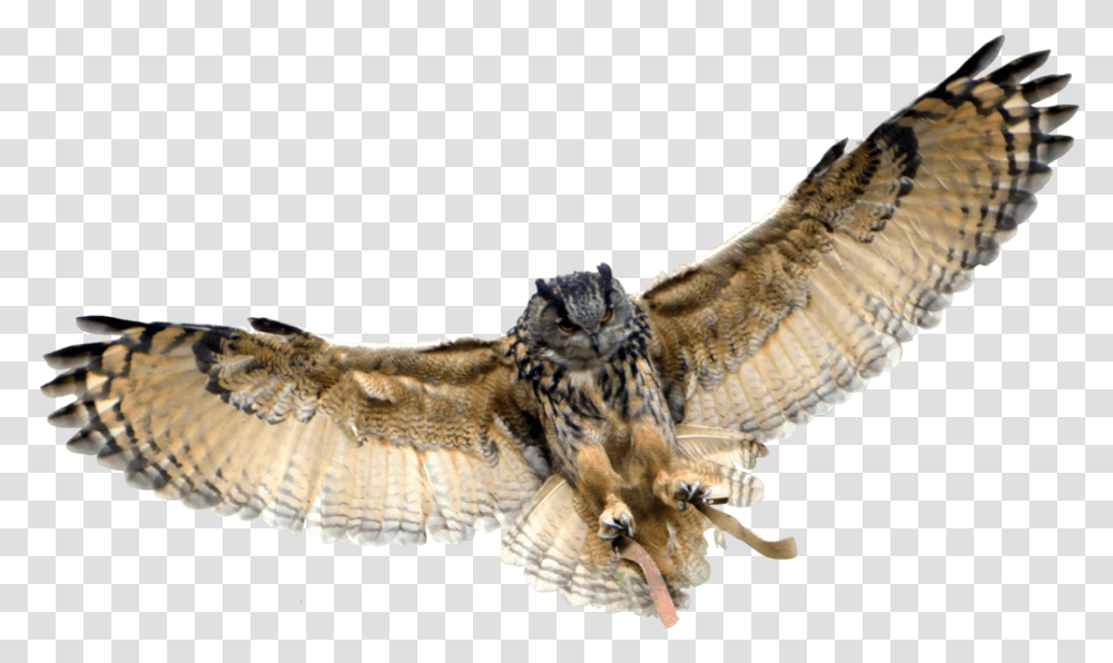 Owl Background Owl Background, Bird, Animal, Lizard, Reptile Transparent Png