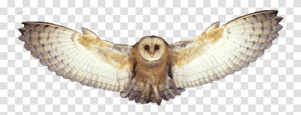 Owl Barn Owl, Bird, Animal, Flying Transparent Png