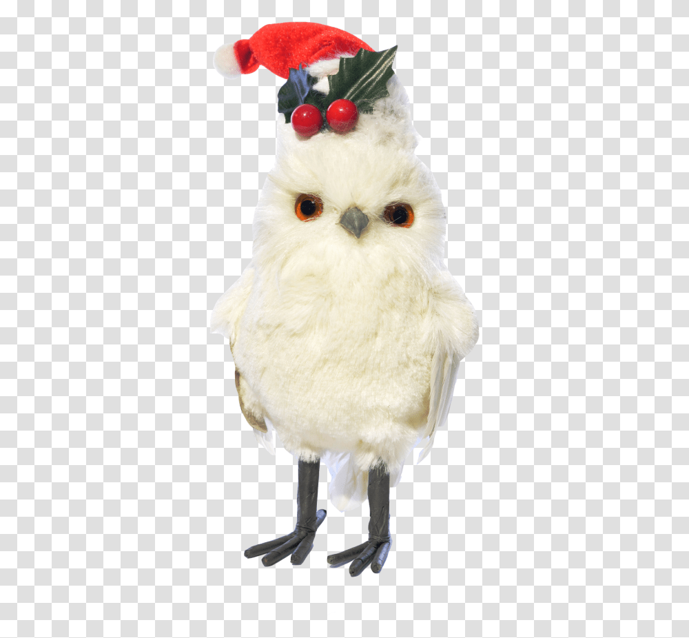 Owl, Beak, Bird, Animal, Chicken Transparent Png