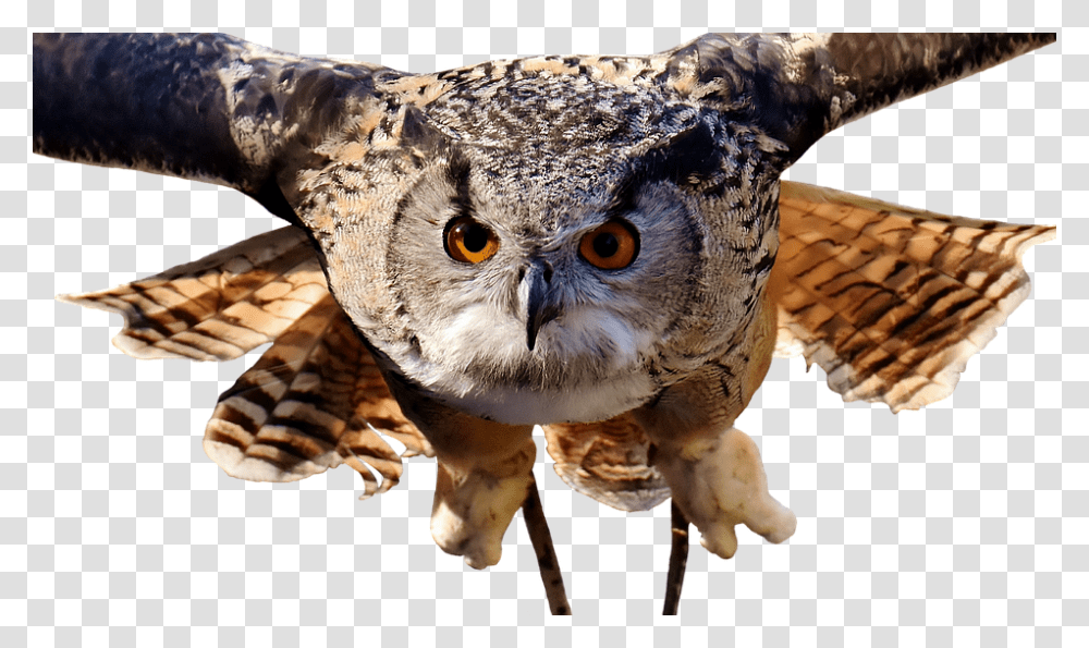 Owl Bird Feather Cute Plumage Birds Animal Owl Wide, Dinosaur, Reptile, Beak Transparent Png