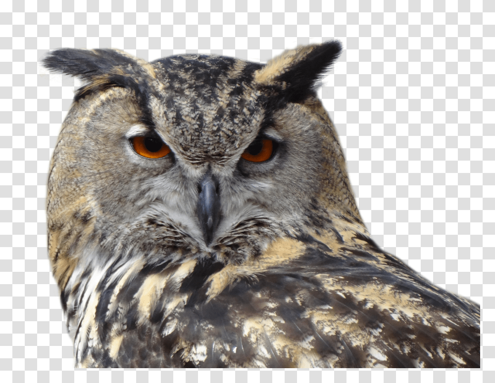 Owl Bird Image Background Owl, Animal, Beak Transparent Png