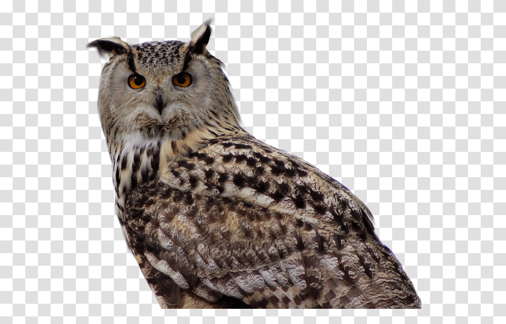 Owl Bird Of Prey Buho Real, Animal, Panther, Wildlife, Mammal Transparent Png