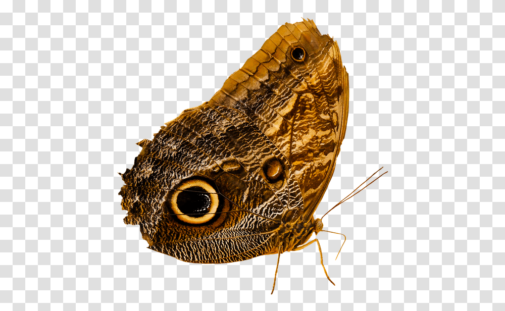 Owl Butterfly, Animal, Insect, Invertebrate, Lizard Transparent Png