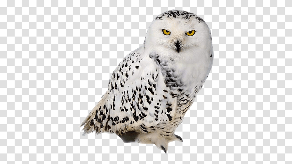 Owl Chouette, Bird, Animal, Beak Transparent Png