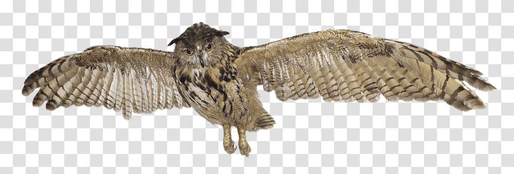 Owl Clipart Flying Great Horned Owl Clipart, Animal, Bird, Buzzard, Hawk Transparent Png