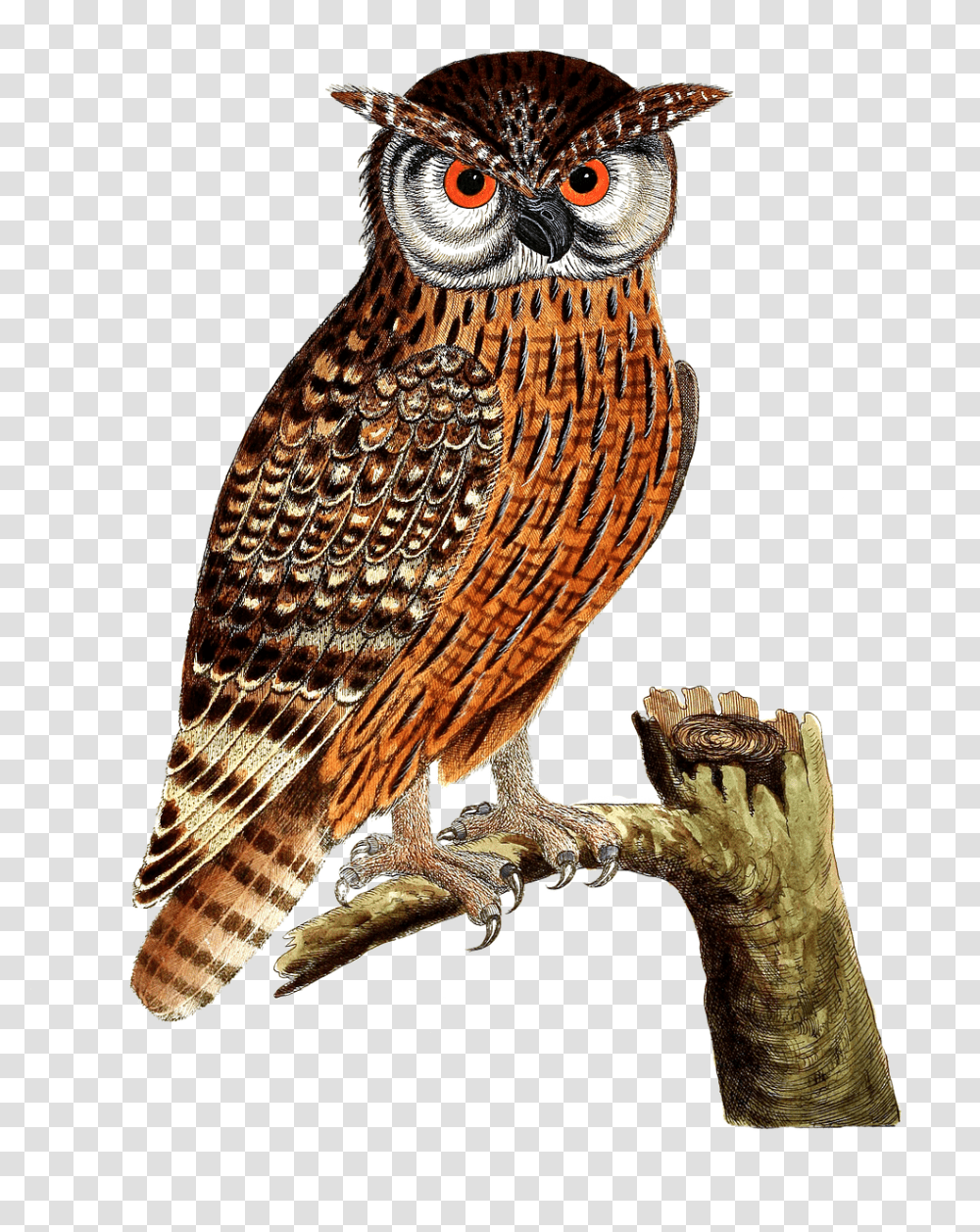 Owl Eagle Owl Bird Bird Of Prey Isolated Vintage Imagenes De Aves Buho, Animal Transparent Png