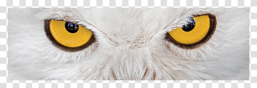 Owl Eyes Rear Window Graphic By Adventure Graphics Owl Stock Photo Free Transparent Png