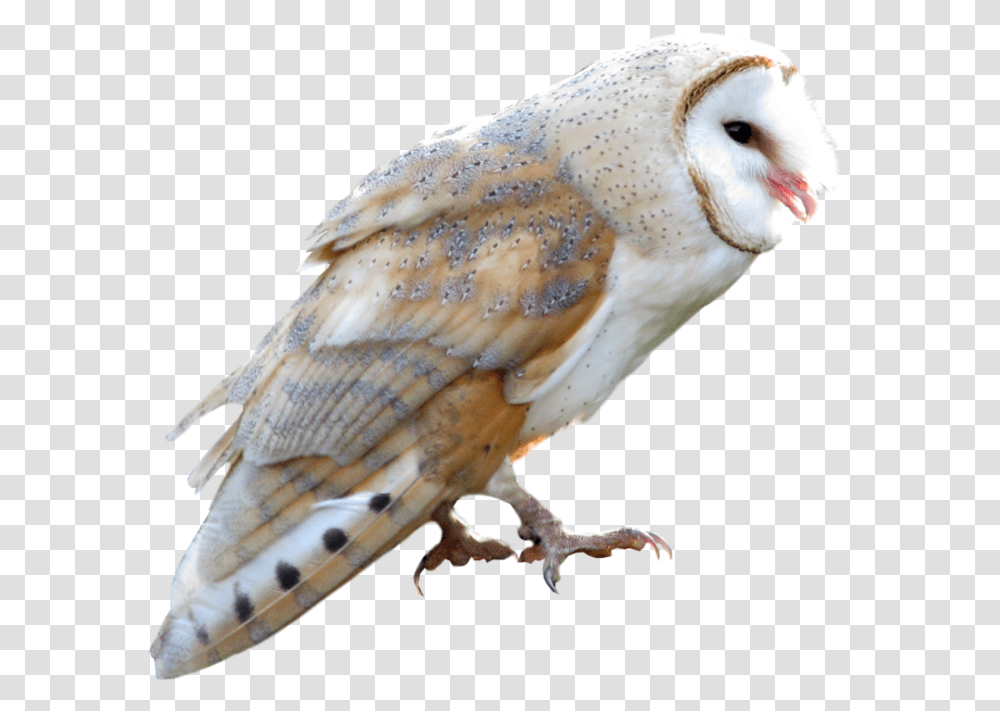 Owl Flying Barn Owl Background, Bird, Animal, Chicken, Poultry Transparent Png