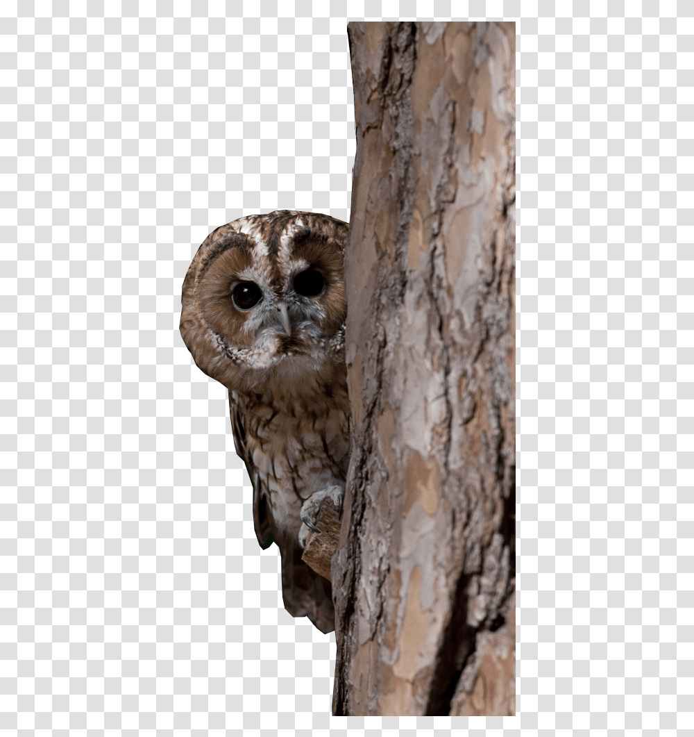 Owl Flying Western Screech Owl, Bird, Animal, Tree, Plant Transparent Png