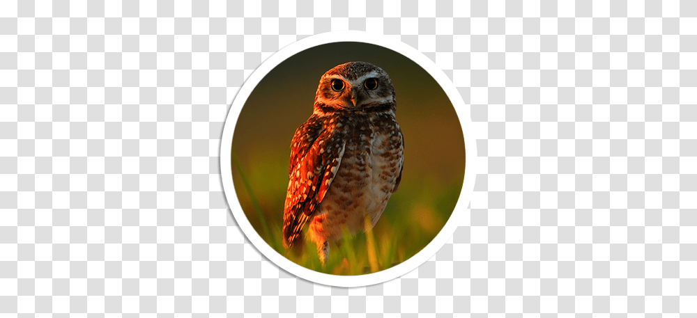 Owl Free Images Only, Bird, Animal, Beak Transparent Png