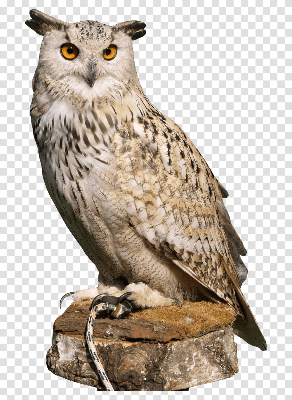 Owl Free Images Owl, Bird, Animal, Chicken, Poultry Transparent Png