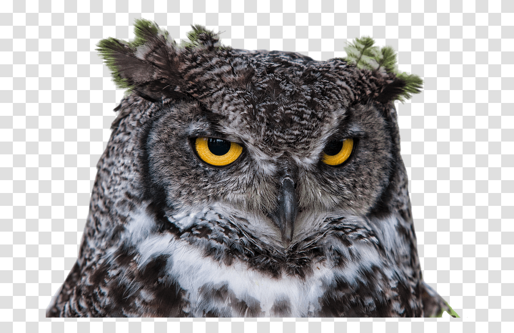 Owl Grand Duke Clipping Raptor Head Bird Bird Head, Animal, Panther, Wildlife, Mammal Transparent Png