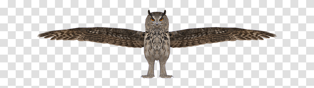 Owl Great Horned Owl, Animal, Bird, Cat, Pet Transparent Png