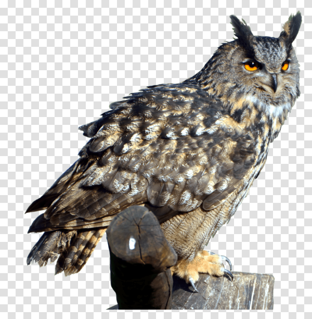 Owl Great Horned Owl, Turtle, Reptile, Sea Life, Animal Transparent Png