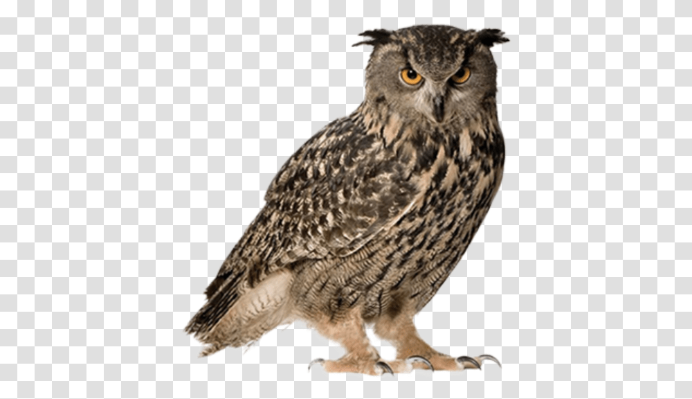 Owl Hd 5 6652 Free Images Starpng Owl, Bird, Animal, Chicken, Poultry Transparent Png