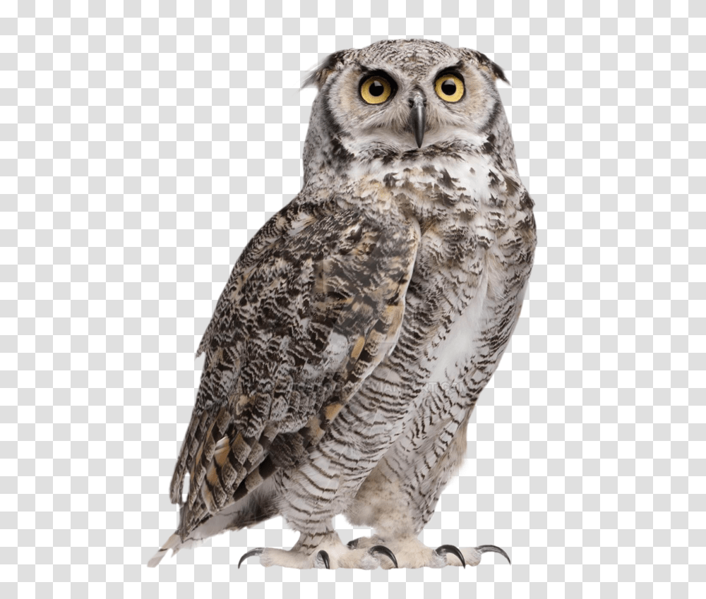 Owl Hd Image Great Horned Owl, Bird, Animal, Beak Transparent Png
