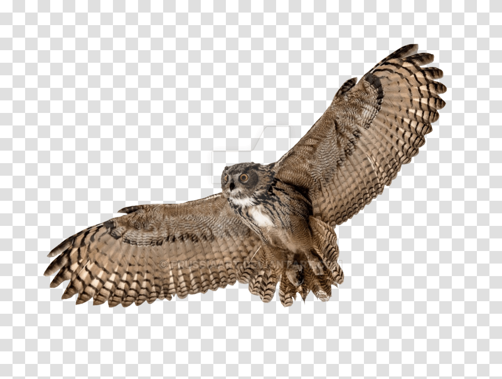 Owl Images Free Download, Lizard, Reptile, Animal, Accipiter Transparent Png