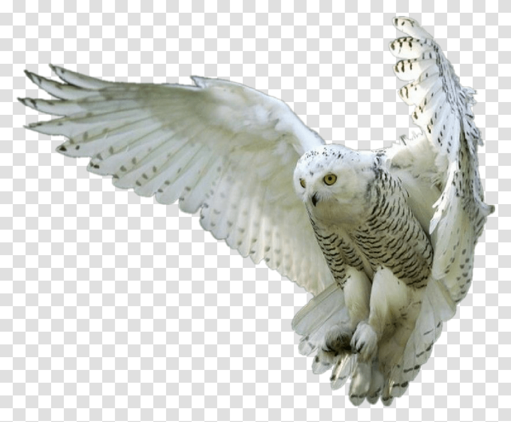 Owl Large White Owl, Bird, Animal, Kite Bird, Flying Transparent Png