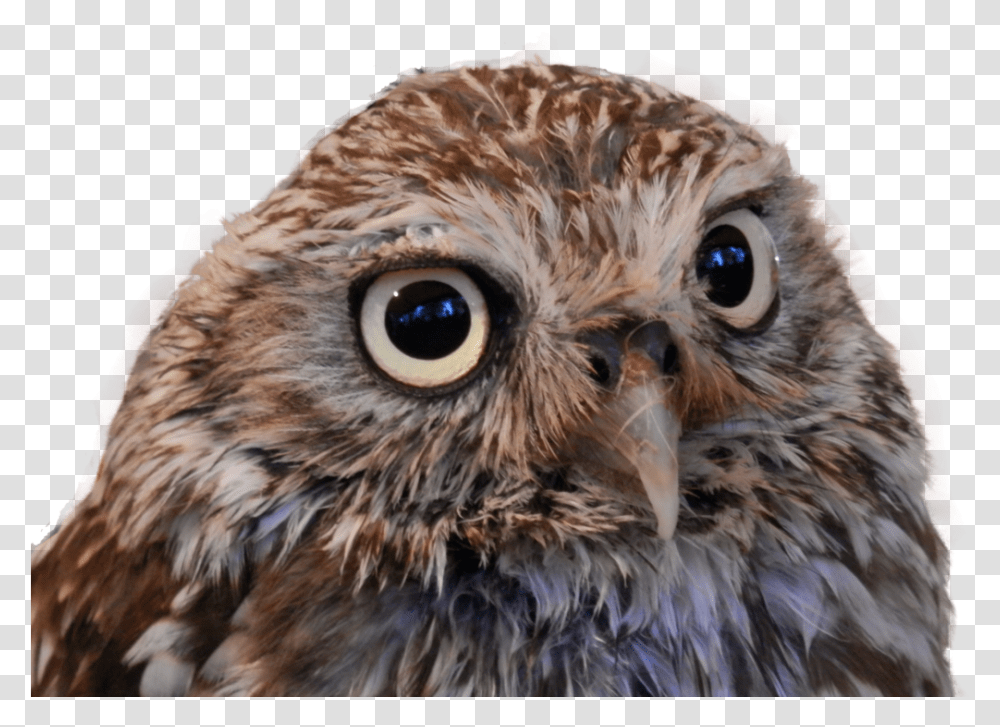 Owl Little Owl, Beak, Bird, Animal, Chicken Transparent Png