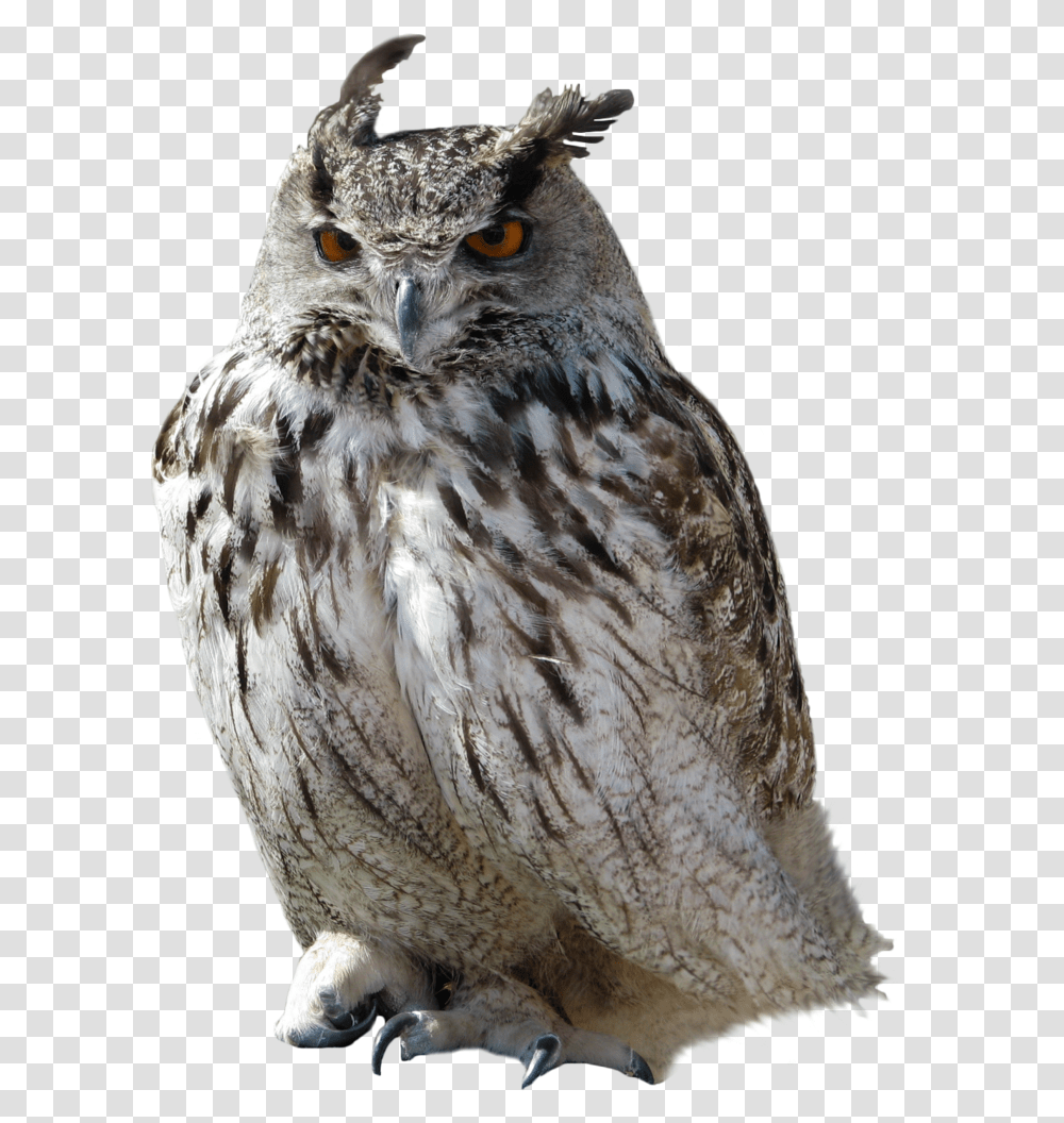 Owl Owl Background, Bird, Animal Transparent Png