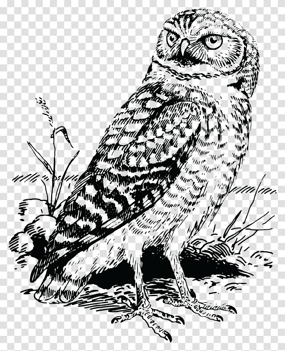 Owl Owl Cartoon Clipart Black And White, Bird, Animal, Silhouette, Painting Transparent Png