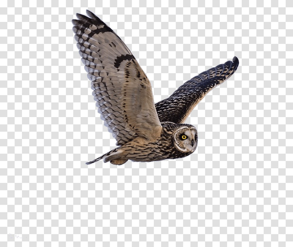 Owl Predator Flying Free Photo Proverbios 17, Bird, Animal, Accipiter, Hawk Transparent Png