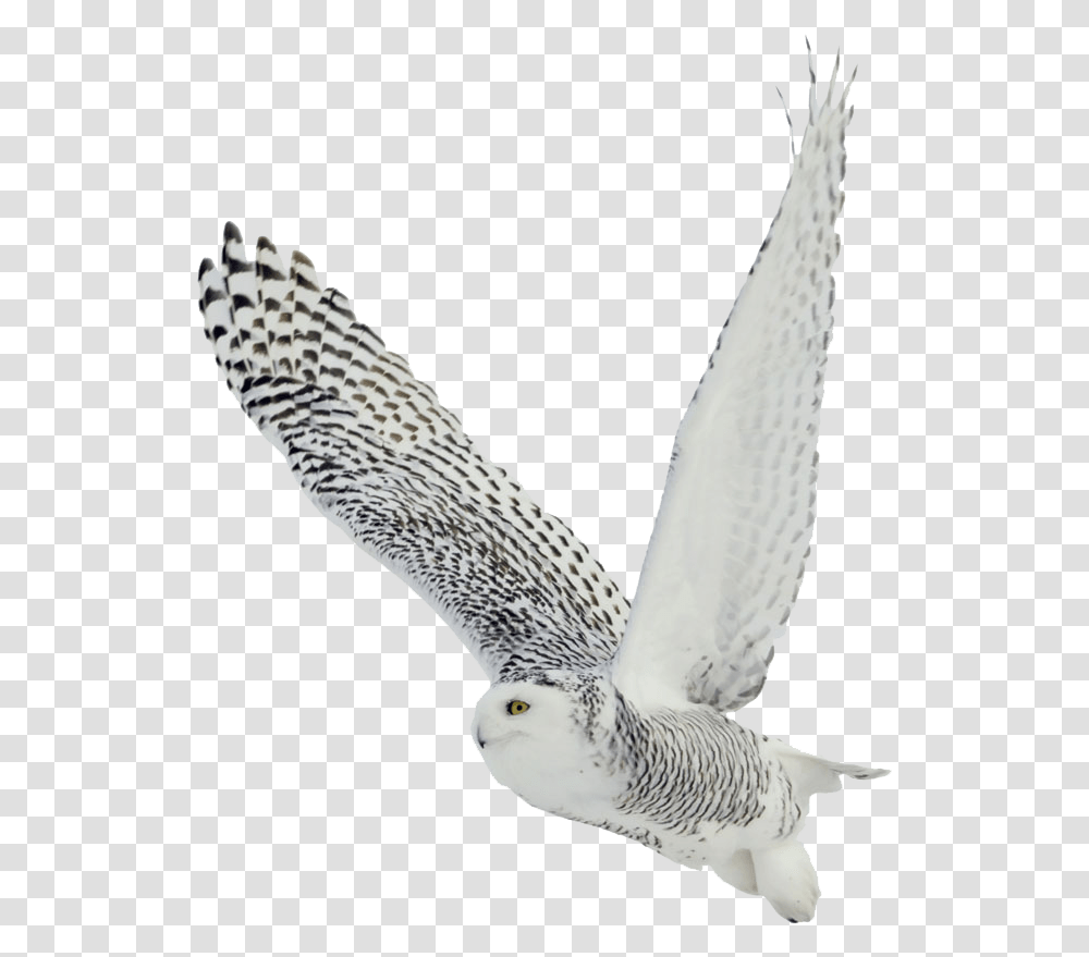 Owl Snowy Owl Background, Bird, Animal, Flying, Accipiter Transparent Png